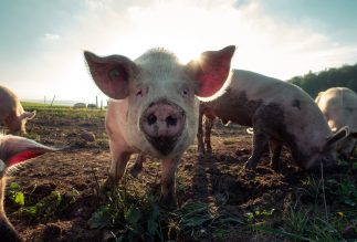 The Pork Predicament, or How to Embrace “Year of the Pig” as Jews