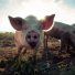 The Pork Predicament, or How to Embrace “Year of the Pig” as Jews