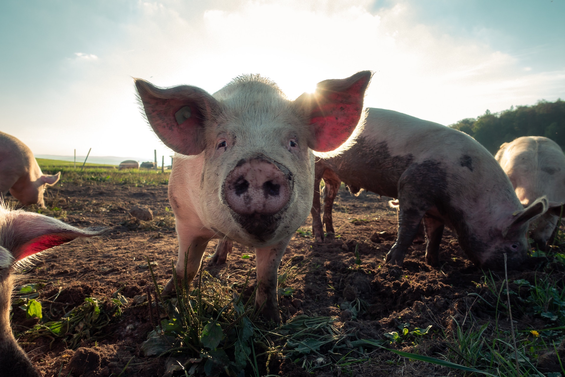 The Pork Predicament, or How to Embrace “Year of the Pig” as Jews